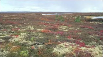 Retrouvez le nom qui définit une lande composée d'arbres nains, de mousses et de lichens.
