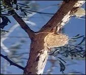 Quel nom portent les fibres contenues dans la sève de la gomme arabique dont la vertu est de faciliter la digestion ?