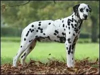 Il a une espérance de vie jusqu'à 13 ans, musclé, actif, et de taille moyenne. Ils sont au nombre de 101 dans un dessin animé, c'est ...