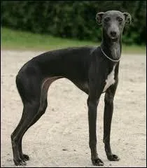 Ce sont des chiens longilignes, aux pattes longues et fines . Ils sont musclés et ont un corps souple, ce sont ...