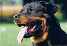 Il était utilisé autrefois pour garder les troupeaux, c'est ...