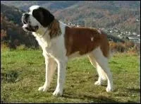 C'est une race de grands chiens de montagne ayant une espérance de vie de 8 à 10 ans et pouvant peser jusqu'au poids d'un homme, c'est ...