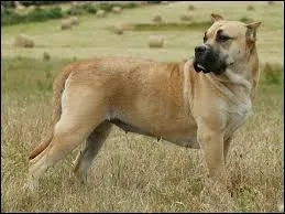 Ayant une espérance de vie de 10 ans environ, c'est une race d'origine espagnole, utilisée comme chien de combat et et de chasse, c'est ...