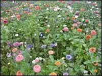 Un proverbe, à vous de trouver la suite ! "L'amour est un jardin fleuri et le mariage un champ....