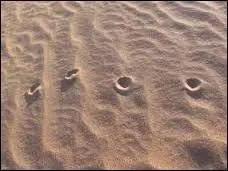 Quel était le surnom du général Erwin Rommel ?