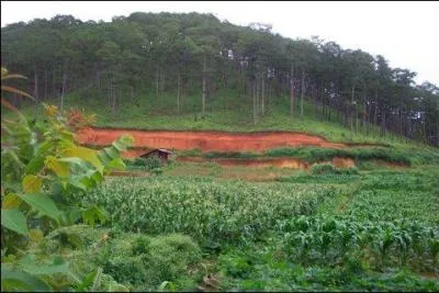 Quelle est la plus rentable des cultures d'exportation du Mexique ?