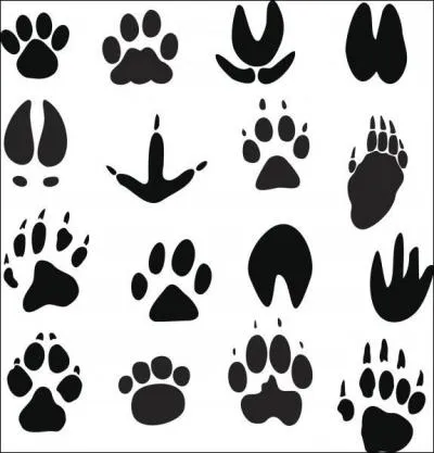 Trouées dans la végétation dues aux passages de gros animaux !