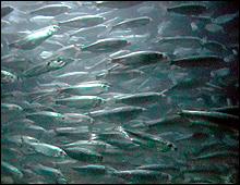 Que signifie le mot "herring"?