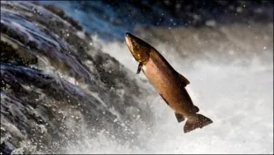 Comment dit-on "saumon" en anglais?