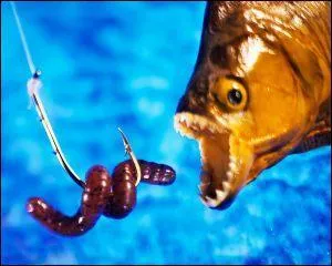 Et "appât de pêche"?