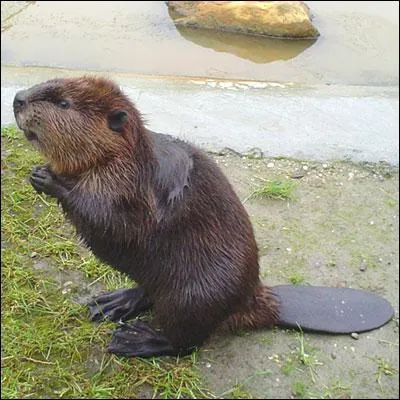 Regardez bien cet animal, à quel sport peut-il bien correspondre ?