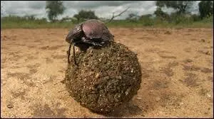 Regardez cette photo, si vous ne trouvez pas, ne me pointez pas du doigt, je serai forcé de me tirer, c'est petit !