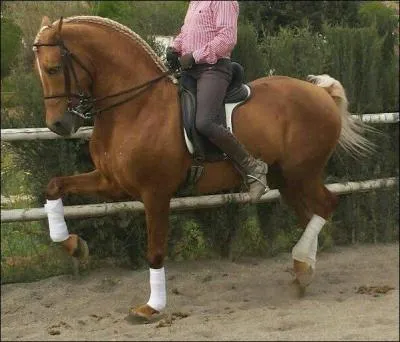 Quel est le nom de cette discipline ?