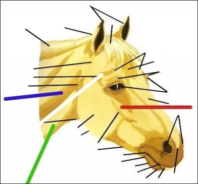 Le nom au trait blanc est :