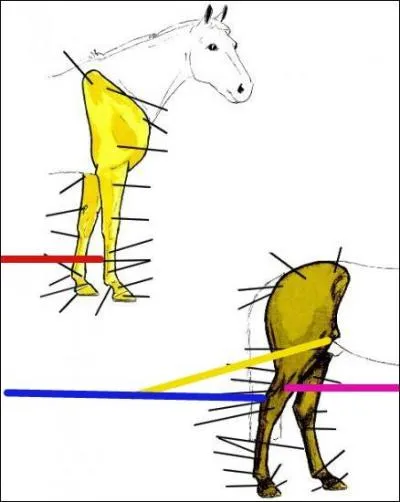 Le nom de la partie au trait jaune est :