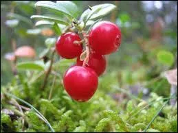 Quels fruits rouges sont représentés sur la photo ?