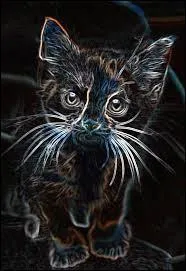 Le chaton de Bob le titan s'appelle :