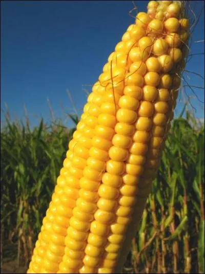 Les mayas mangaient du mas (vrai ou faux)