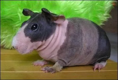 Quelle est cette race de cochon d'Inde ?