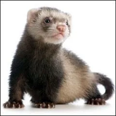 Quel est le régime alimentaire d'un furet ?