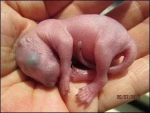 De quelle race est ce bébé animal ?