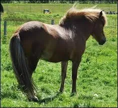 La race de ce poney est :