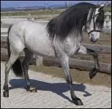 Celle de ce beau cheval est :
