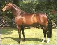 Quelle race est-ce ?