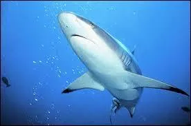 Le requin ... mesure la taille d'un homme et pèse aux alentours de 20 kg, il vit autour des îles de la Réunion et de Madagascar et vit en Océanie, il est très rare .