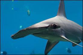 Le requin ... vit dans les océans tropicaux, dans quelques mers . Sa taille peut atteindre les 5 mètres .
