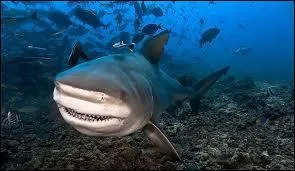 Le requin ... atteint la longueur de 3, 4 mètres environ . Son dos est gris et son ventre blanchâtre et il vit entre 14 et 20 ans . Il est le plus présent en Océanie, sur une grande partie de l'Asie du Sud et en Amérique Centrale .