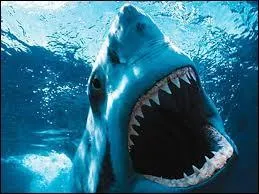 Impressionnante bête pouvant mesurer jusqu'à 6 mètres de long . Il vit dans les eaux tempérées et c'est un amateur des eaux profondes . Il vit sur une très grande partie du globe, c'est le requin ...