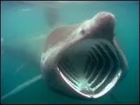 Il est deux fois plus long que le requin blanc, le requin ... occupe les eaux tempérées des plateaux côtiers . Il vit en Atlantique Nord et dans le Pacifique : le requin ...