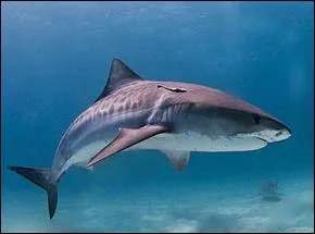 Il mesure de 3 à 4 mètres de long et pèse 500 kg, le requin ... est présent dans toutes les mers tropicales et subtropicales . Il vit en Océanie, en Amérique centrale, du sud et un peu dans le nord, il vit notamment autour de l'île de Madagascar voici le requin....
