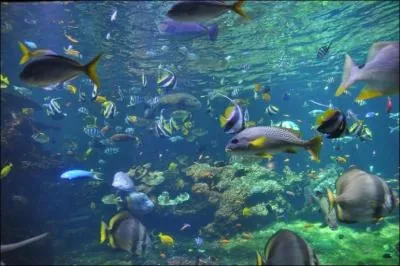 "Nausicaa" de Boulogne-sur-Mer n'est pas un aquarium comme les autres. Ludique, scientifique et pédagogique, il axe ses collections sur les relations entre l'homme et la mer.