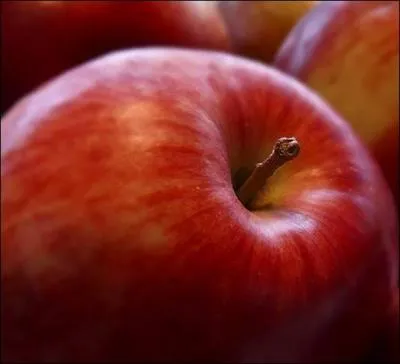 Combien de repas doit-on donner au cheval durant une journée?