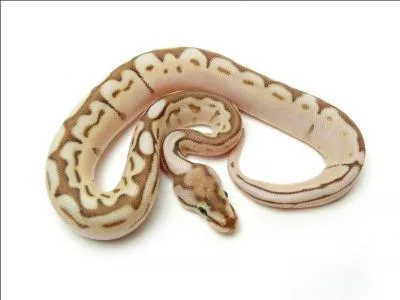 Quel est ce serpent ?