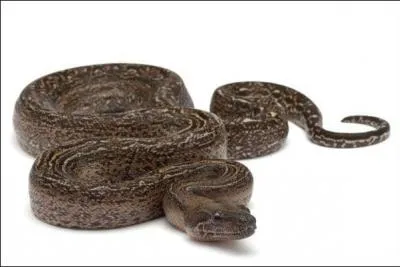 Quel est ce serpent ?