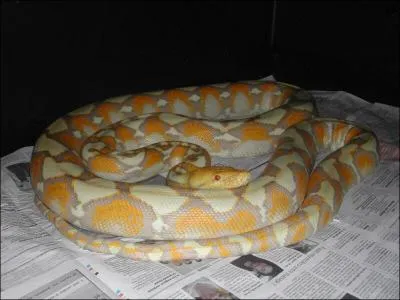 Quel est ce serpent ?