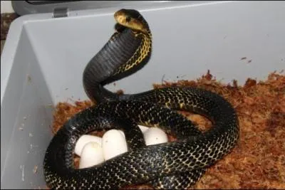 Quel est ce serpent ?