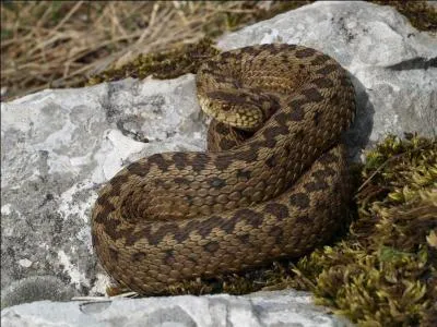 Quel est ce serpent ?