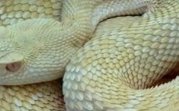 Quiz Reptiles