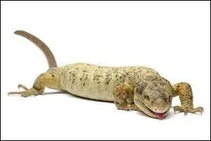 Le nom de cette espèce est Therea petiveriana :