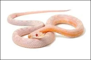 C'est un Lampropeltis triangulum campbelli.