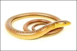 L'orvet est un serpent :