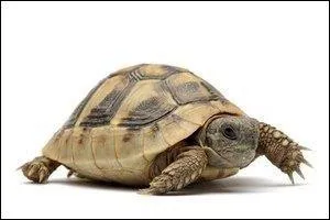 Faut-il avoir un certificat de capacité pour de détenir cette espèce ?