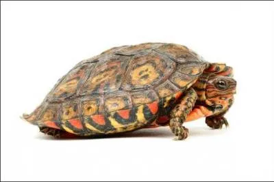 L'espérance de vie de cette tortue est d'environ 40 ans :