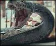 Quel sort Harry lance-t-il sur Nagini lorsqu'il tombe dans les bras d'Hagrid alors que tout le monde le croyait mort ?