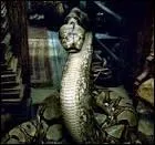 Lors du combat final, qui tue Nagini ?