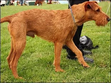 Il est rput pour la loyaut hors du commun qu'il prouve envers son matre. Il lui voue une admiration remarquable. Ce chien est un...